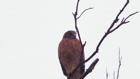 Red-shouldered-hawk-perched-on-a-large,-barren-branch-in-the-pouring-rain