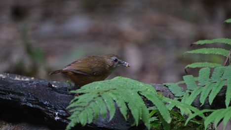 Gesehen-Auf-Einem-Baumstamm-Direkt-Hinter-Einem-Farn,-Wie-Er-Ein-Paar-Würmer-Frisst,-Abbotts-Babbler-(Malacocincla-Abbotti),-Thailand