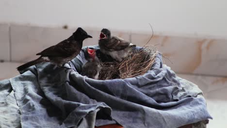 red vented bulbul mother feeds the babies and cleans the nest by eating baby poops by her mouth