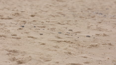 medium shot of the beach sand with some ants and mosquitoes at a warm day