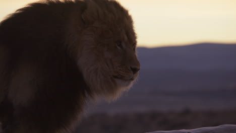 majestic lion at sunrise turning head