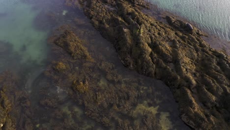 Close-up-drone-shot-of-a-herd-of-adult-Common-Seals