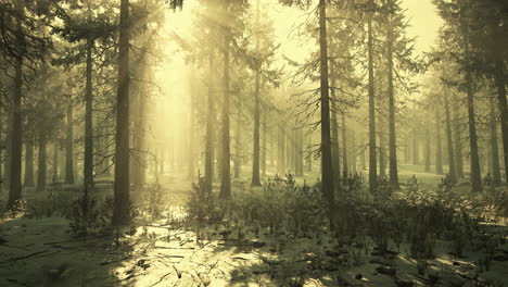 Magischer-Und-Nebliger-Morgenfichtenwald