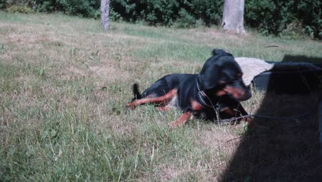 A-beautiful-coonhound-dog-lying-in-grass-on-a-hot-summer-day