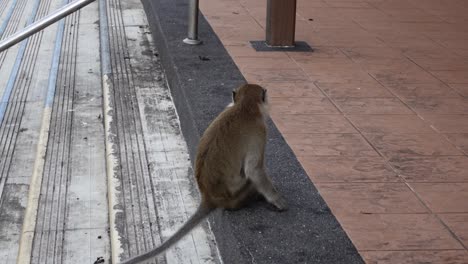 macaco de cola larga sentado en el suelo y rascándose la espalda en el templo de batu caves en selangor, malasia