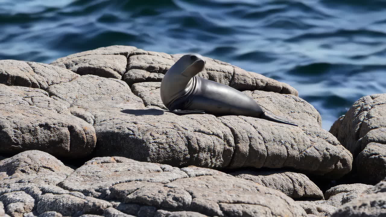 Seal Pup Resting on Coastal Rocks by the Ocean