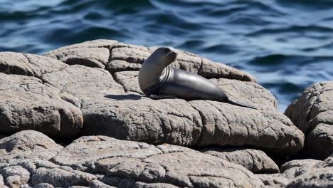 seal pup resting on coastal rocks by the ocean