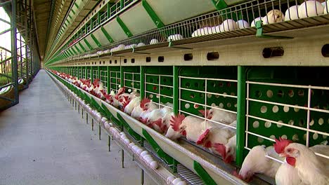 row of laying hens in cages eating feed in a poultry shed