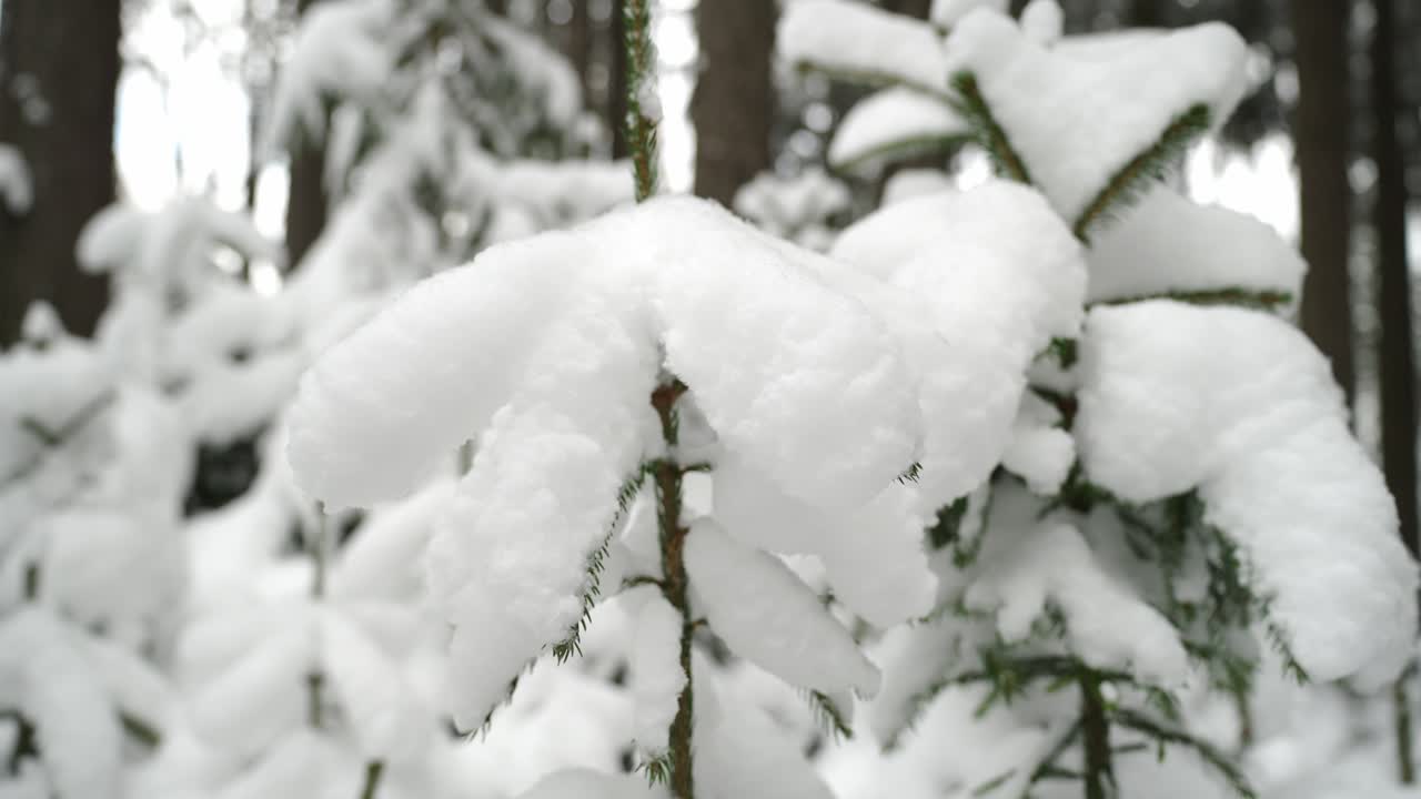 bosque maravilloso de invierno cubierto de nieve
