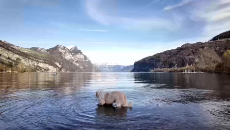 a cute white dog enters the pristine waters of lake walensee in switzerland