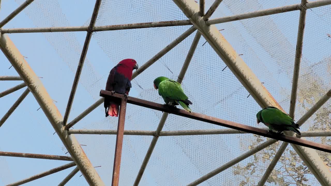 Male and female Eclectus parrots perched on a metal beam inside an aviary enclosure showing bright red and green plumage of the sexually dimorphic species
