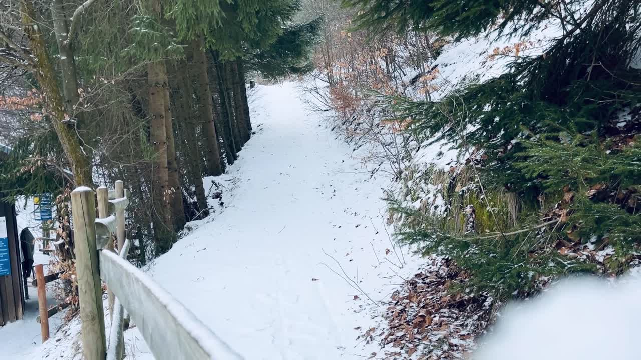 전경에 작은 나무 울타리가 있는 겨울의 눈 속에서 숲을 통과하는 황량한 길