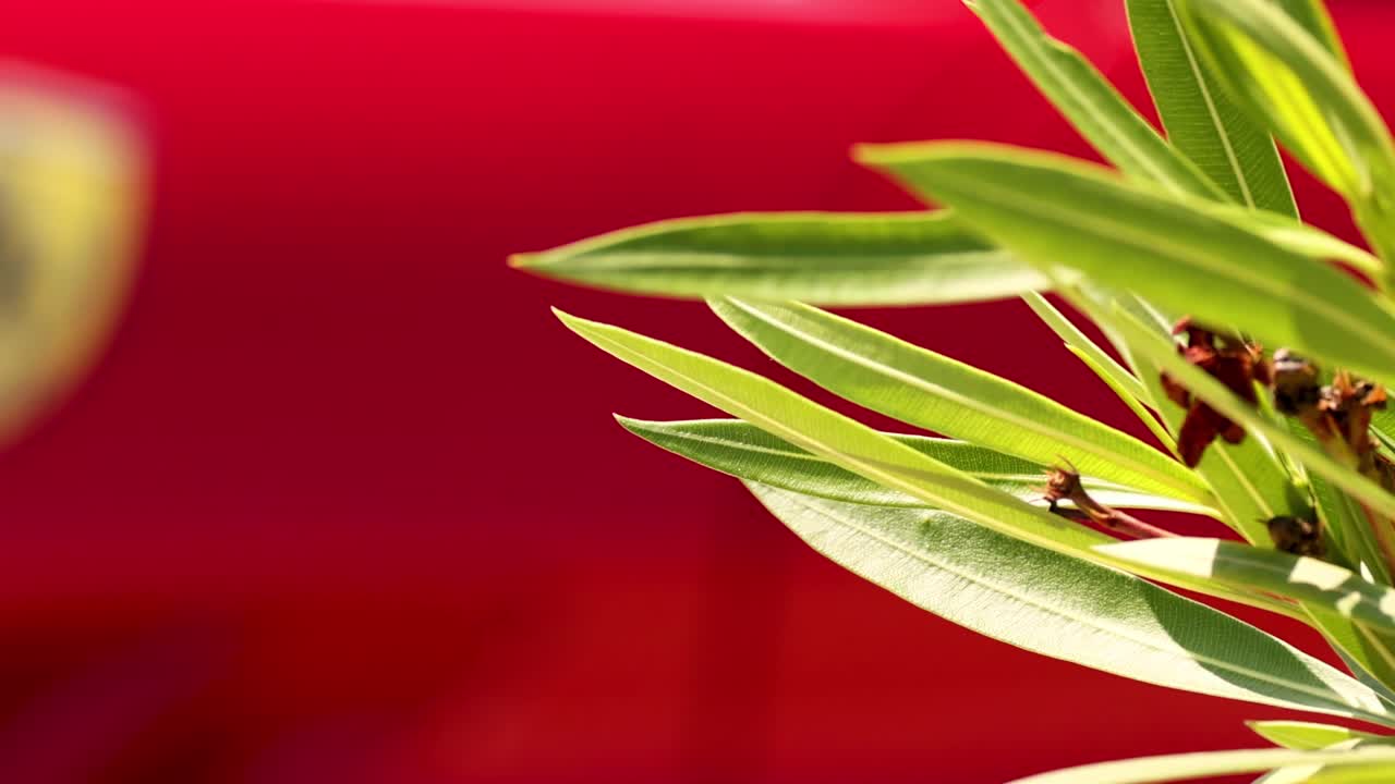 앞면 에 초록색 식물 이 있는 은 페라리