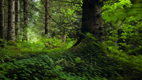 view of the forest in norway. beautiful nature of norway. the camera moves from the first person through the thicket of a pine forest.