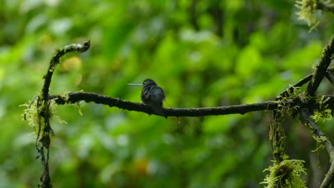 Small-black-hummingbird-with-long-beak-sitting-on-a-branch-in-a-rain-forest