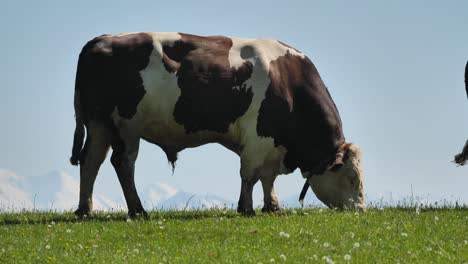 cow on summer pasture in rural landscape