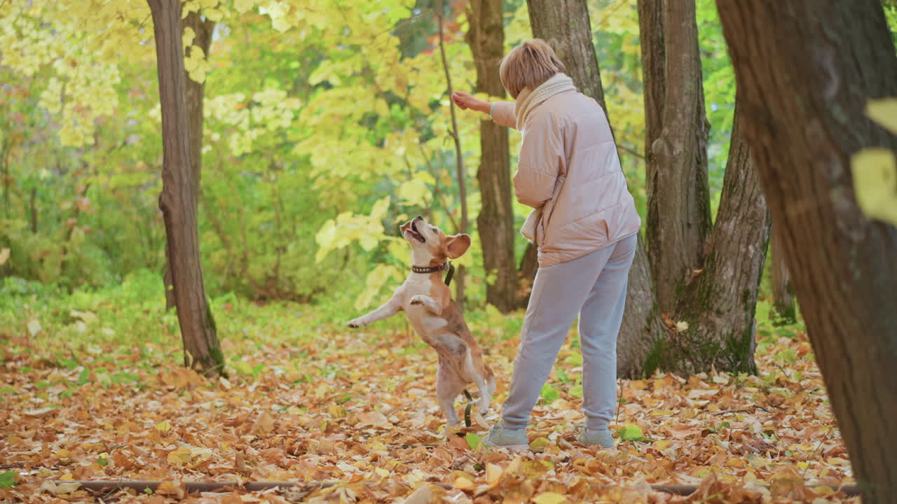 close up of trainer offering snack as eager dog leaps to reach treat among golden autumn leaves, floppy ears and wagging tail visible, leather collar and leash, soft sunlit woodland scene