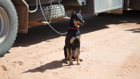 un kelpie australiano espera pacientemente a su dueño, atado a un camión en el interior de australia