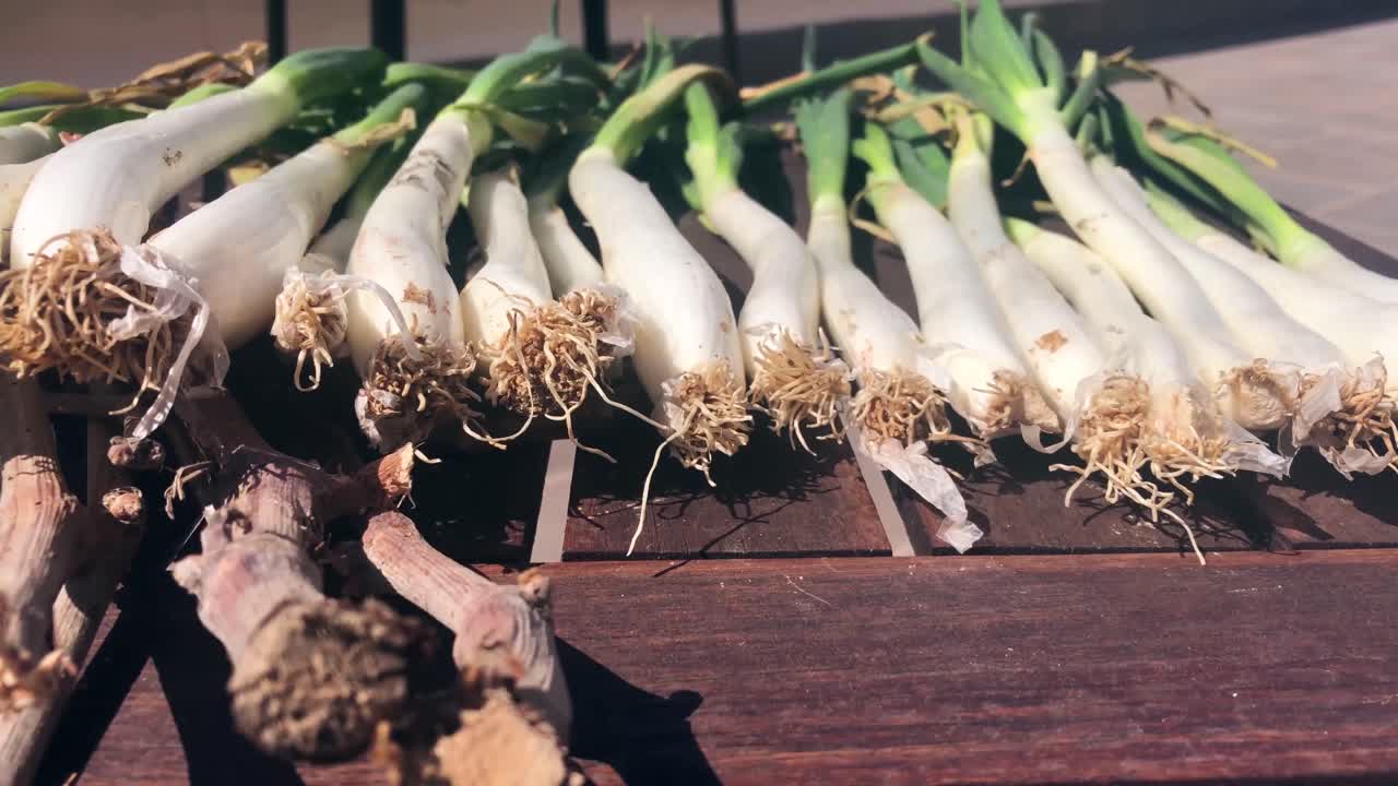 Some calçots onions on a table prepared to put on the barbecue. Close up shot of scallions on a table.