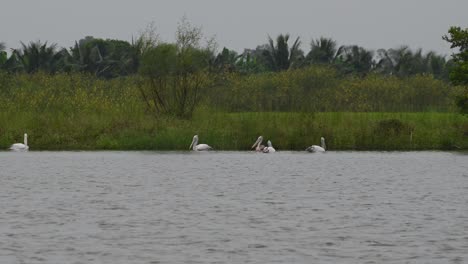 meeting in the middle then they went their own ways as one flaps its wings and shakes then follows to the right, spot-billed pelican pelecanus philippensis, thailand