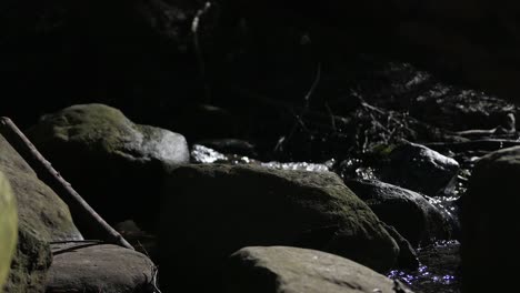 Stream-with-clear-water-in-forest,-close-up,-reveal-shot