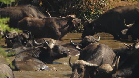 Cámara-Lenta,-El-Búfalo-Africano-Se-Acuesta-En-Un-Pozo-De-Agua-Fangosa-Con-La-Manada