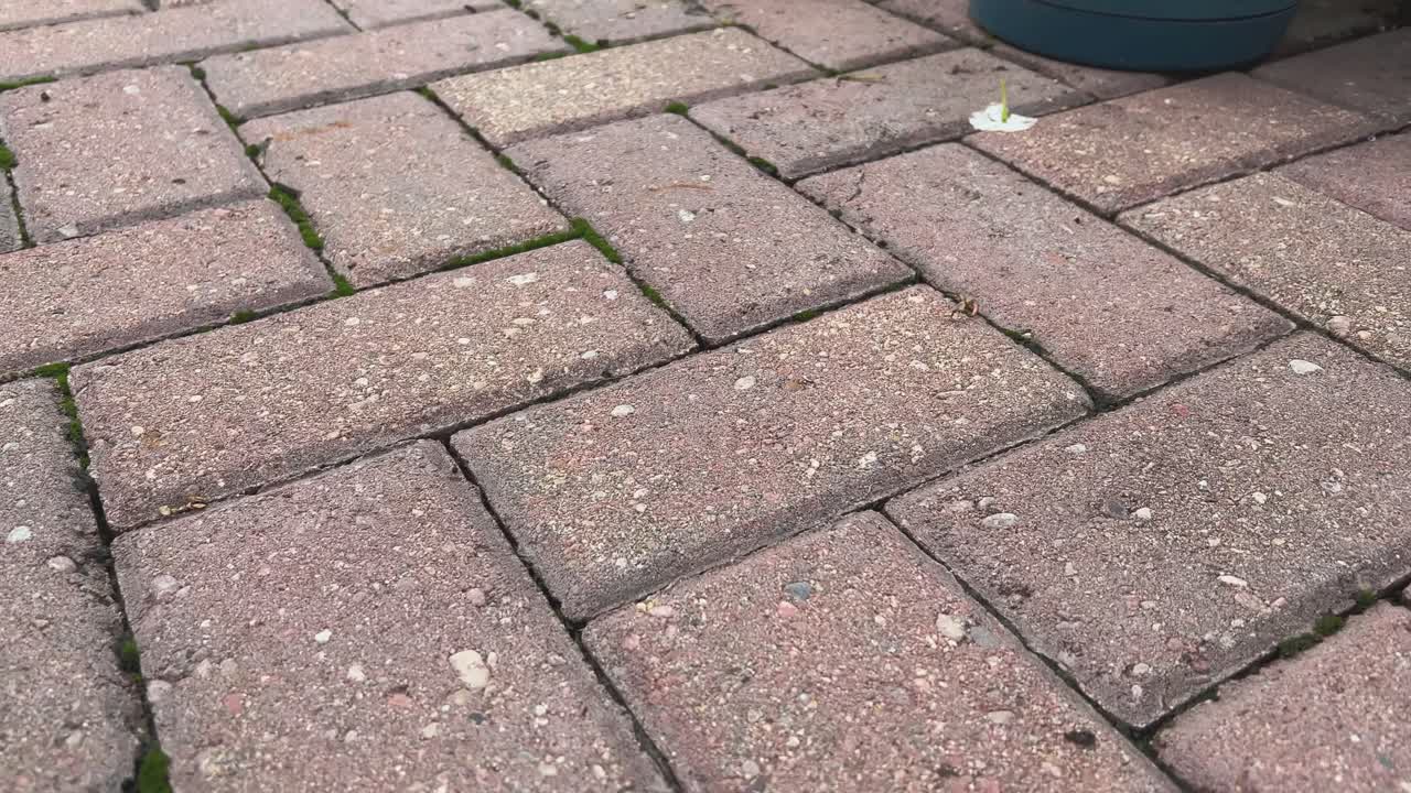 levantándose desde el suelo más allá del piretro plantado en una maceta azul en un día soleado