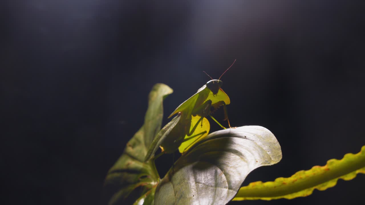 Cobra mantis rests on foliage in Peru’s rainforest, showing off its striking characteristics up close.