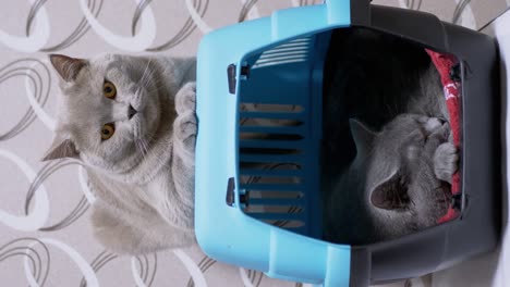 vertical video two british home gray cats are sitting in a carrier box, resting