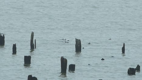 Patos-De-Cola-Larga-Se-Juntan-Nadando-En-El-Agua-Y-Buscando-Comida,-Día-Nublado,-Tiro-Distante