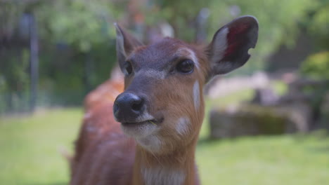 Eine-Weibliche-Sitatunga-Antilope-Schnüffelt-Und-Schaut-In-Die-Kamera