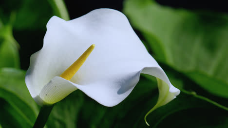 close up of a calla lilly flower surrounded by lush green foliage