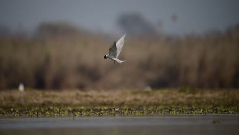 the river tern diving in water to hunt