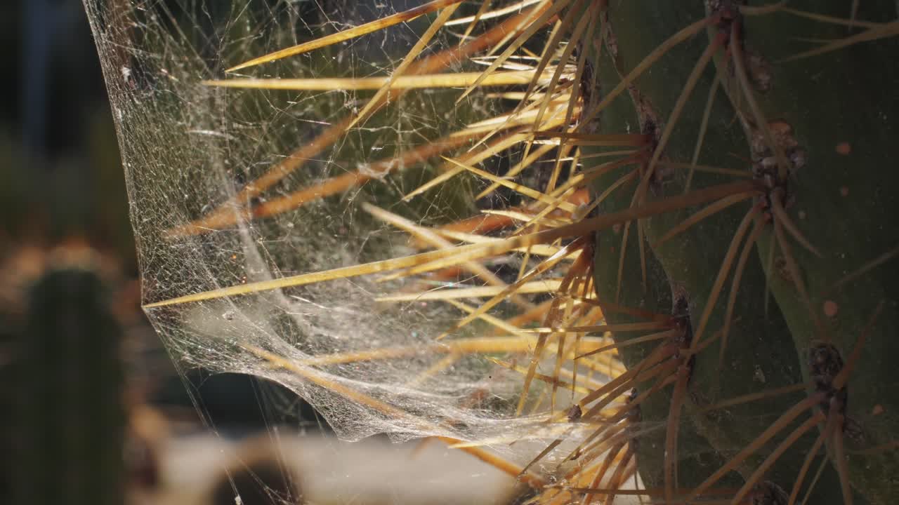 Close up green cactus with yellow spines within a desert environment, city park in Barcelona, Montjuic. African background