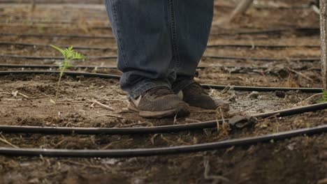 Farmers-engaged-in-the-meticulous-task-of-planting-marigold-crops-in-greenhouse-settings