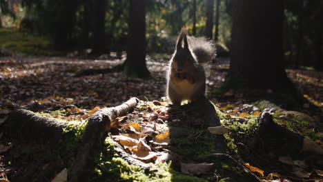 Close dark shot of squirrel eating and running out of frame in forest