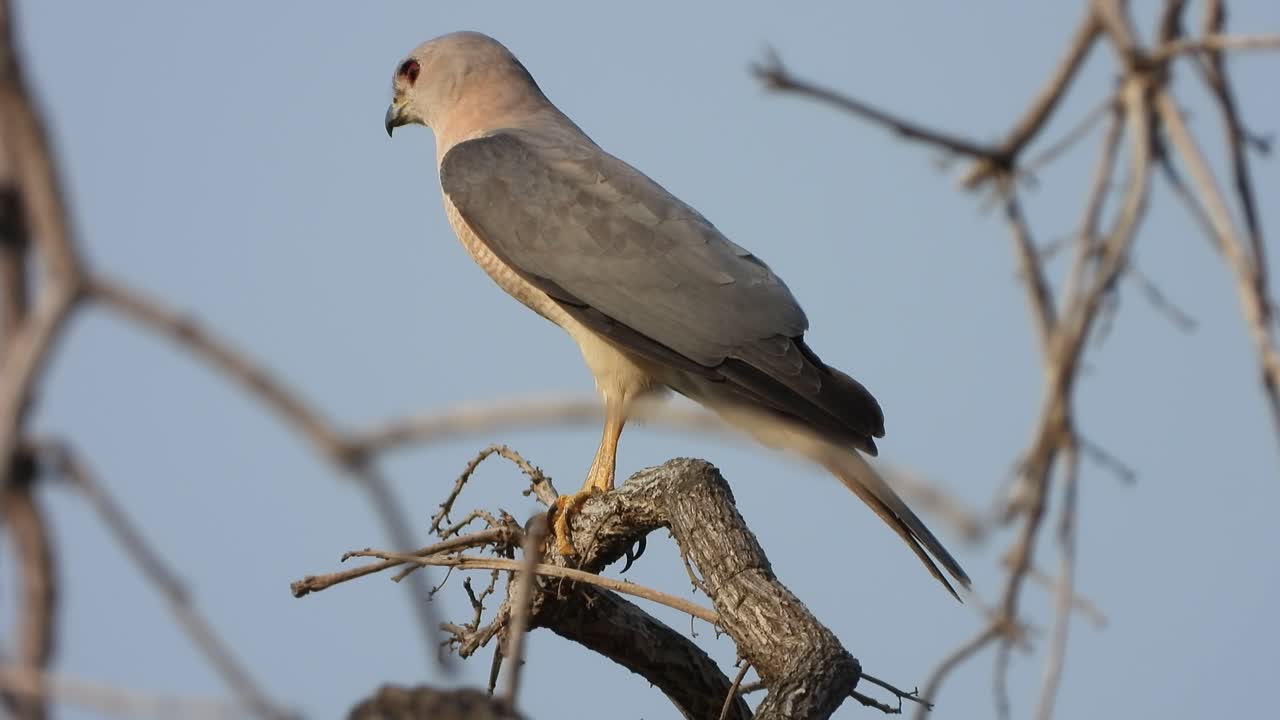 기도를 기다리는 나무 위의 예리한 매