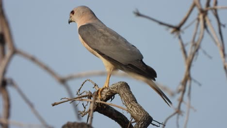 Scharfer-Falke-Im-Baum,-Der-Auf-Das-Gebet-Wartet