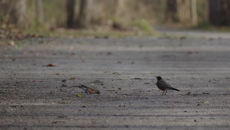 Par-De-Petirrojos-Americanos-Juveniles-Forrajeando-Y-Comiendo-En-El-Camino-De-Grava-Del-Bosque-Otoñal