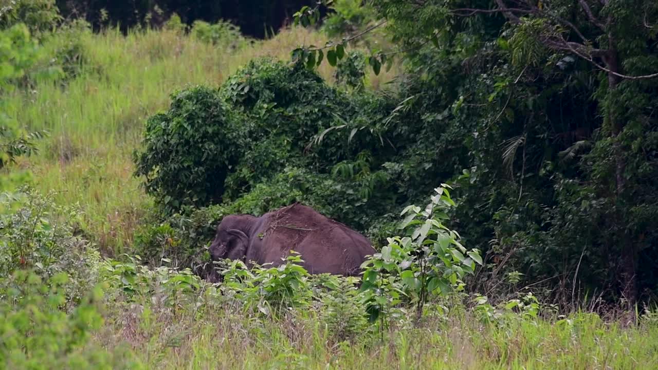 Aasian norsut ovat uhanalaisia lajeja ja elävät myös Thaimaassa