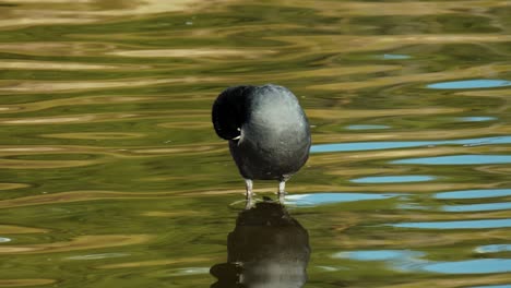 portrait of a eurasian coot preen plumage in clear calm lake