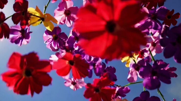 Fiori vivaci pendono su un cielo azzurro limpido, ripresi da un angolo basso
