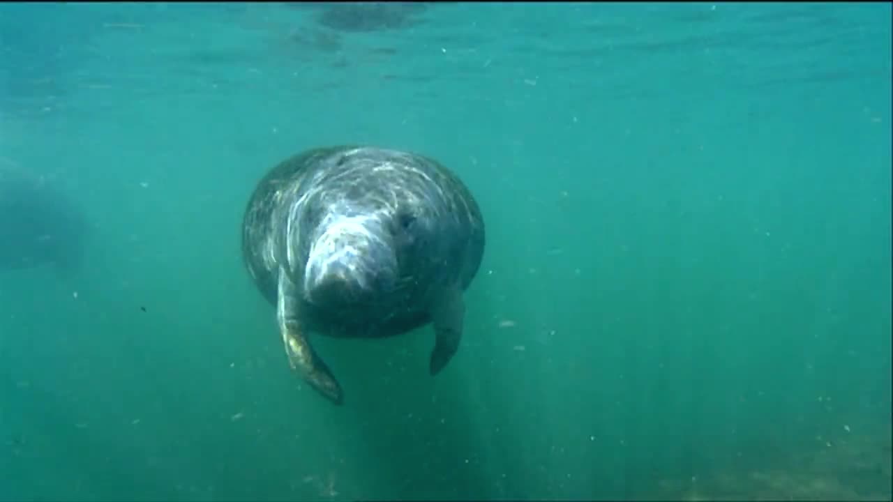 un manatí nada bajo el agua 7