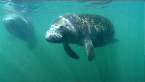 a manatee swims underwater 7