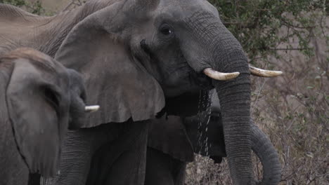 african bush elephant family drinking water in the river in sub-saharan africa