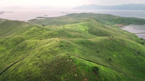 tiro de dron de primer plano de tierras agrícolas con campos de plantación de maíz en crecimiento con fondo de montaña en la isla de sumbawa, indonesia