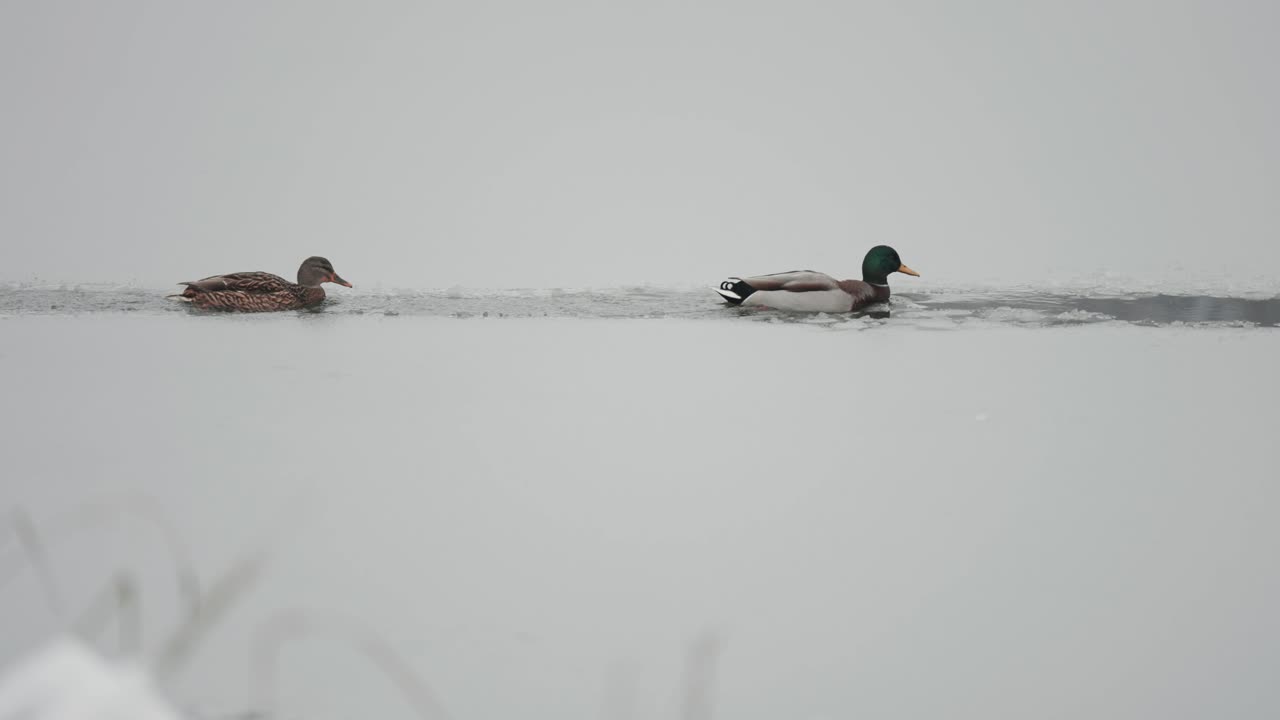 눈이 내리는 가운데, 한 의 오리들은 얼어붙은 연못의 얼음 어리를 가로질러 항해하고, 가에 은 풀로 둘러싸여 있습니다.