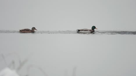 amidst falling snow, a pair of ducks navigates through icy slush on a freezing pond, surrounded by withered grass on the banks