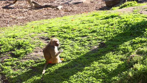 babuino comiendo en un recinto de hierba