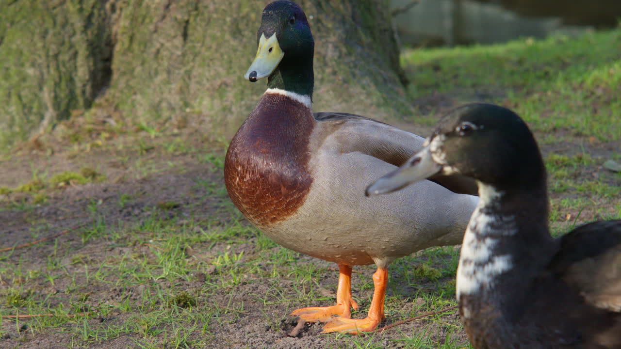 Anatre e germani reali che si alimentano sull'erba, in una giornata di sole. Primo piano della fauna selvatica e della natura